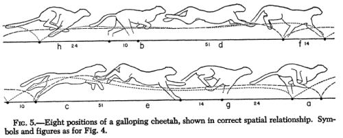 Cheetah Speed - diagram showing stride