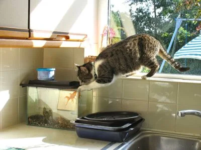 cat and fish