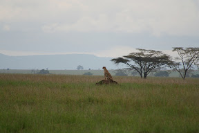 cheetah viewing her territory