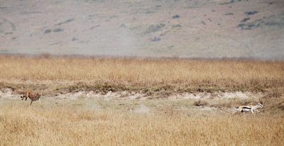 cheetah chasing Thomson's gazelle