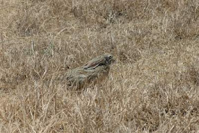 cheetah prey - cape hare