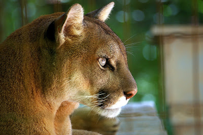 Cougar profile