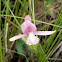 Rose Pogonia