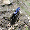 Blue Mud Dauber Wasp