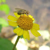 Tachinid Fly on a Flower