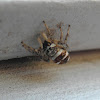 zebra jumping spider