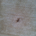 ant like bug