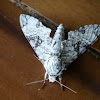 vestal Hawk moth