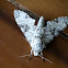 vestal Hawk moth