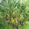 Sabal/Cabbage Palm