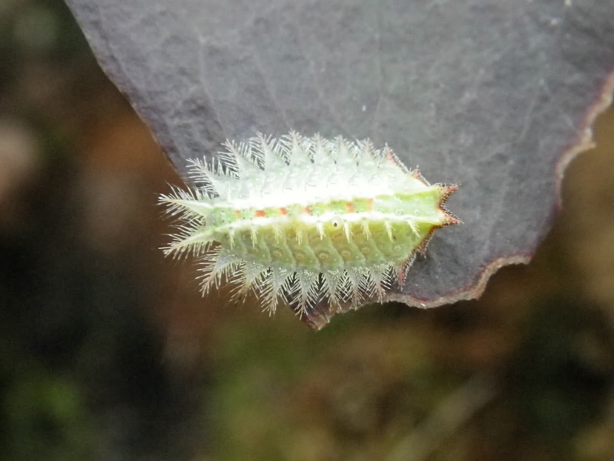 Crowned Slug Moth Caterpillar