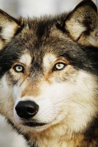 How To Draw Cartoon Wolf Screen 2