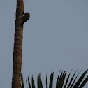 Scaly-bellied woodpecker