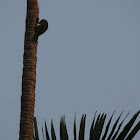 Scaly-bellied woodpecker