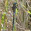 Blue-eyed Darner