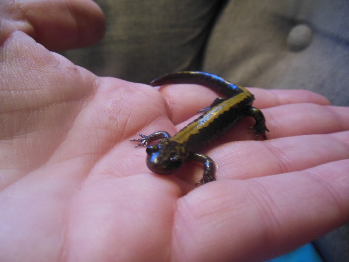 Western Long Toed Salamander