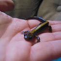 Western Long Toed Salamander