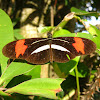 Ted Chestnut or Erato Longwing