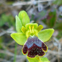 Dark Bee Orchid