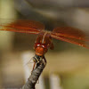 Flame Skimmer