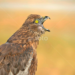 Marsh harrier calling by Prasanna AV - Animals Birds