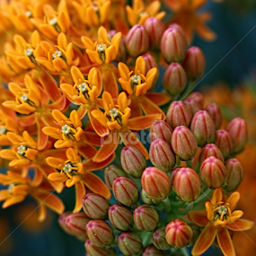 Milkweed by Jennifer Wheatley-Wolf - Flowers Flowers in the Wild