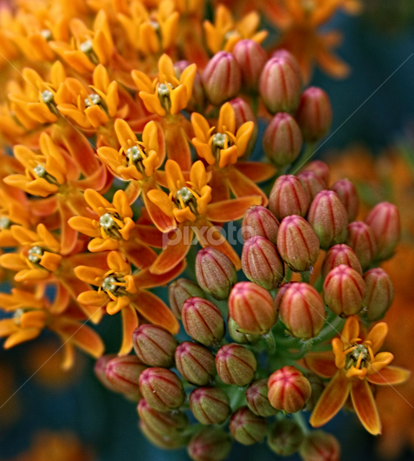 Milkweed by Jennifer Wheatley-Wolf - Flowers Flowers in the Wild