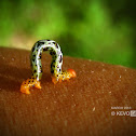 Looper Caterpillar