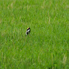 Bobolink