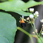 Black-and Yellow Lichen Moth 