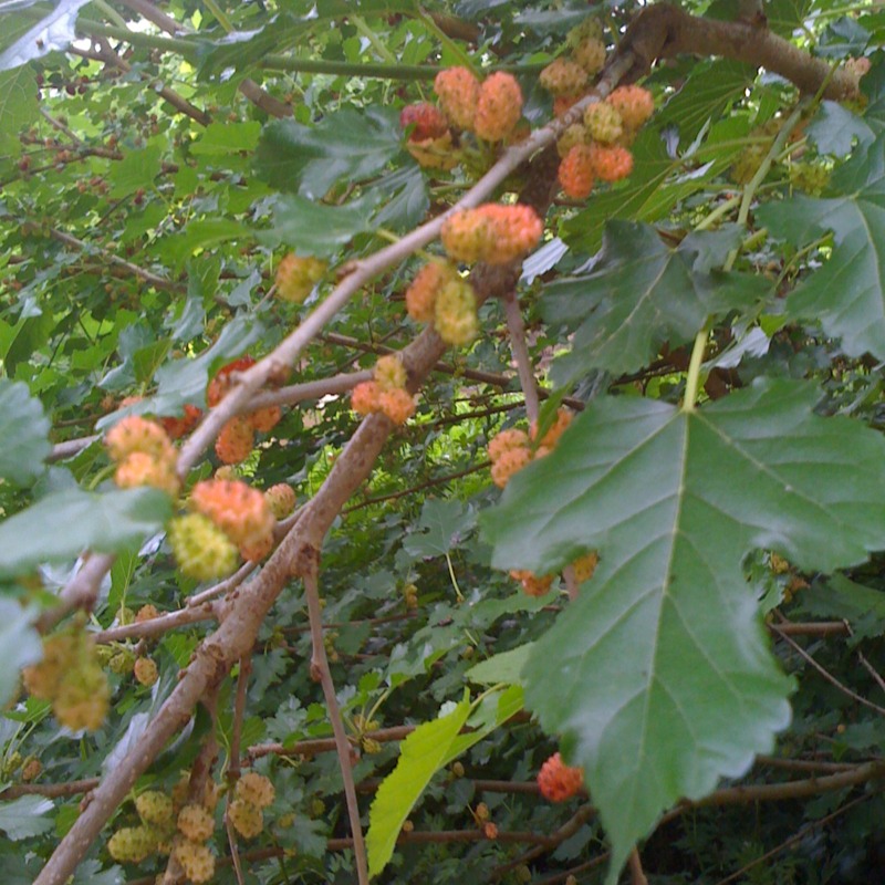 Reddish ripening berries