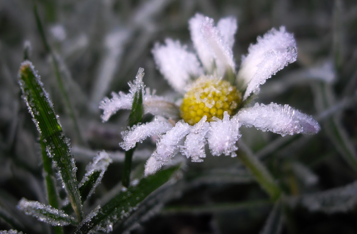 frosted Daisy