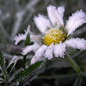 frosted Daisy