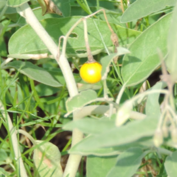 Silverleaf Nightshade Project Noah