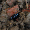 Big-Headed Ground Beetle