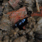 Big-Headed Ground Beetle