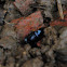 Big-Headed Ground Beetle