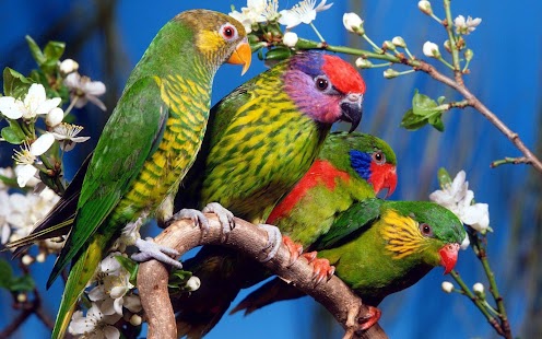 Parrot Wallpaper Screenshots 4