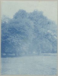 Tamarindegroepen op Tourtonne