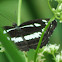 Chestnut-streaked Sailor