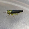 Cicadellini Leafhopper