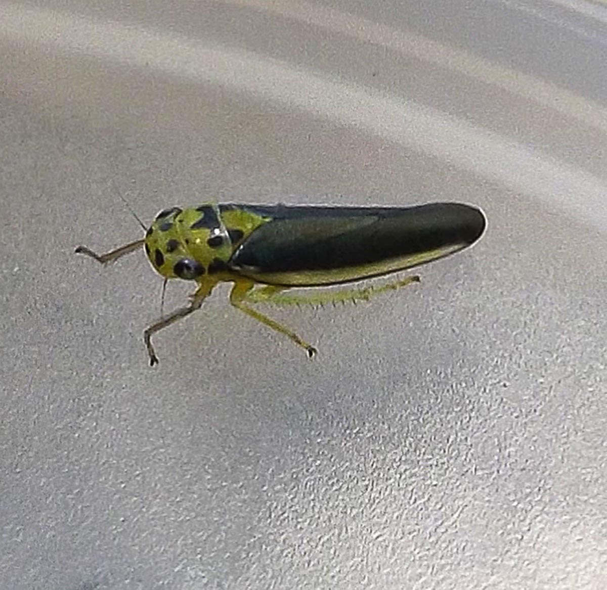 Cicadellini Leafhopper