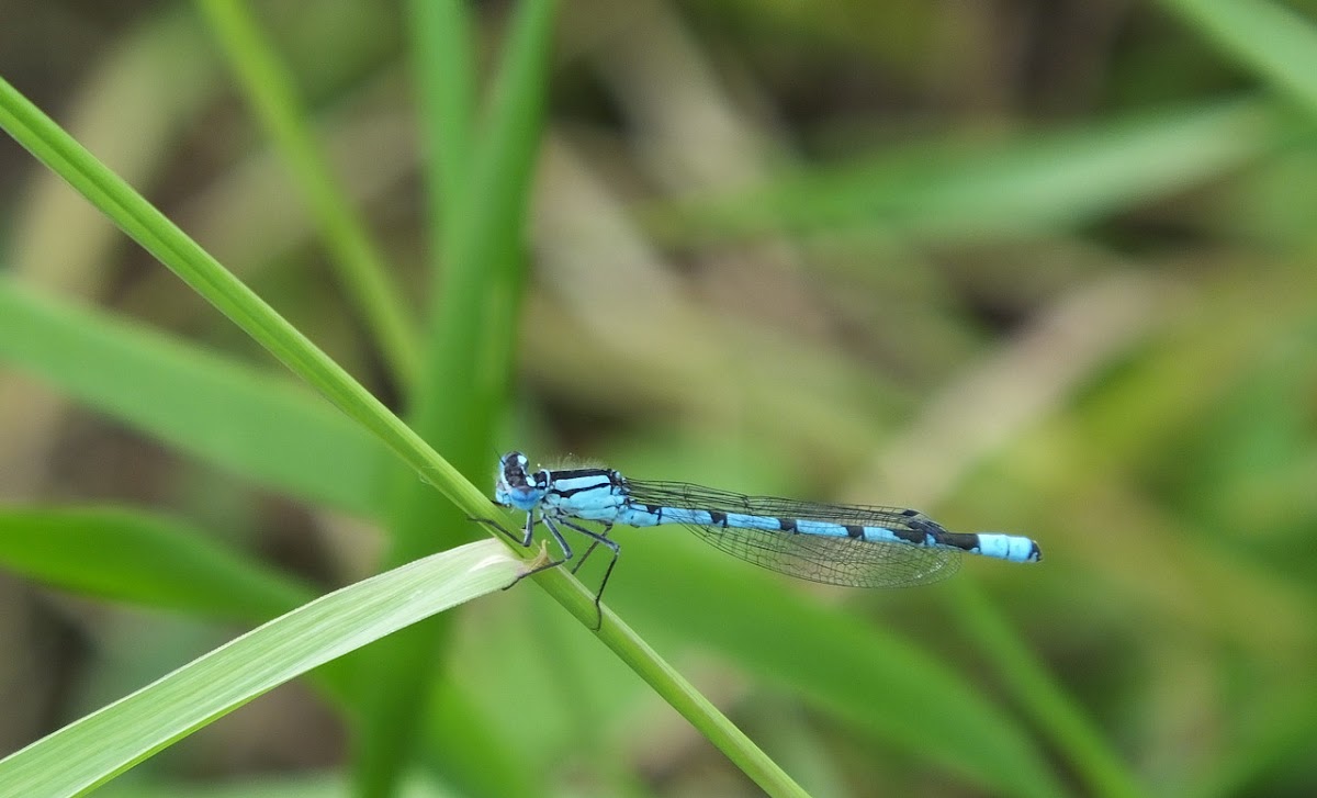 Azure Damselfly / Hufeisen-Azurjungfer