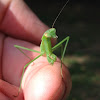 praying mantises