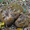 giant puffball fungi