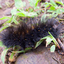 Caterpillar (?woolly bear)