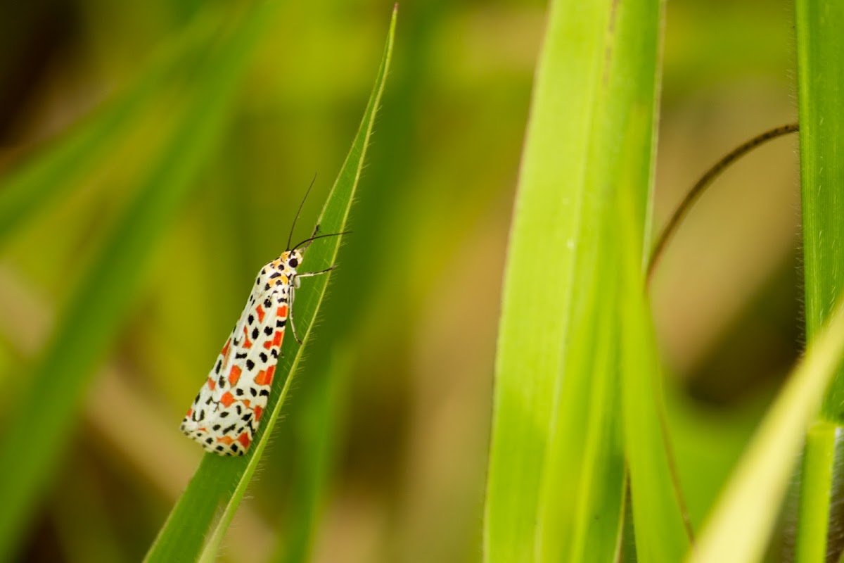 Crimson-speckled Flunkey