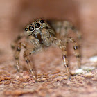 Unknown jumping spider