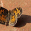 Pearl Crescent butterfly