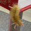 Sycamore Tussock Moth caterpillar